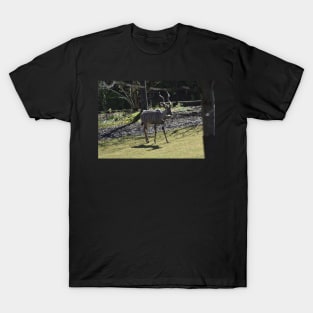 Kudu T-Shirt